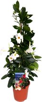 Plant in a Box - Mandeville 'Rio White' - Dipladenia - Bloeiende tuinplant - Klimplant - Terras- en balkon plant - Pot 17cm - Hoogte 60-70cm