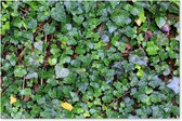 Muurdecoratie Een wand gevuld met Hedera klimop - 180x120 cm - Tuinposter - Tuindoek - Buitenposter