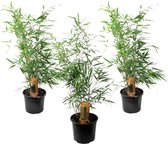 Plant in a Box - Set de 3 Fargesia Rufa - Bambou non invasif - Pot ⌀ 13cm - Hauteur ↕ 30-40cm