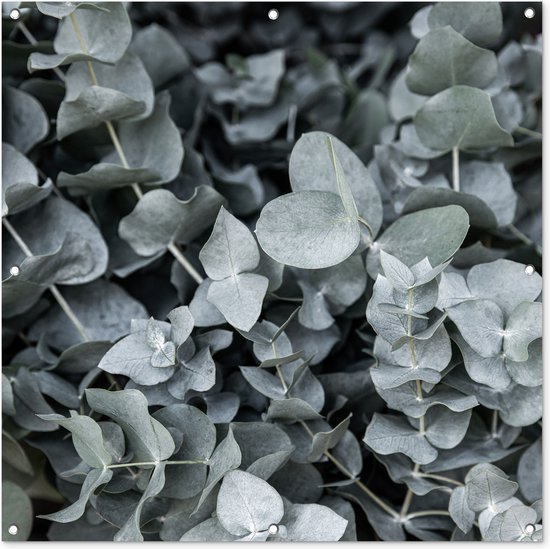 Tuindoek Natuur - Planten - Eucalyptus - Bladeren - 100x100 cm