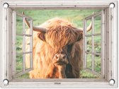 Tuinposter Schotse hooglander - Koe - Doorkijk - 40x30 cm - Tuindoek - Buitenposter
