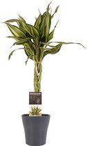 Kamerplant van Botanicly – Drakenboom met grijze sierpot als set – Hoogte: 45 cm – Dracaena Sandriana Victory