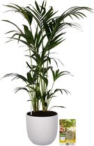 Pokon Powerplanten Kentia Palm 125 cm ↕ - Kamerplanten - in Pot (Mica Era, Wit) - Howea Forsteriana - met Plantenvoeding / Vochtmeter