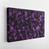 Leaves of tradescantia zebrina bosse, abstract purple texture, nature background, tropical leaf - Modern Art Canvas - Horizontal - 1451992778 - 40*30 Horizontal