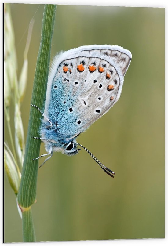 Foto: Dibond blauwkleurige vlinder op groene plant 60x90cm foto op aluminium wanddecoratie van metaal 