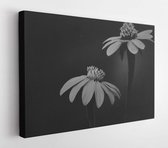 Black and white flowers  - Modern Art Canvas - Horizontal - 681377284 - 50*40 Horizontal