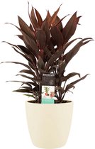 Kamerplant van Botanicly – Cordyline Fruticosa Tango incl. crème kleurig sierpot als set – Hoogte: 60 cm