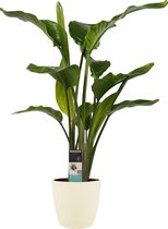 Kamerplant van Botanicly – Paradijsvogelbloem incl. crème kleurig sierpot als set – Hoogte: 75 cm – Strelitzia Nicolai