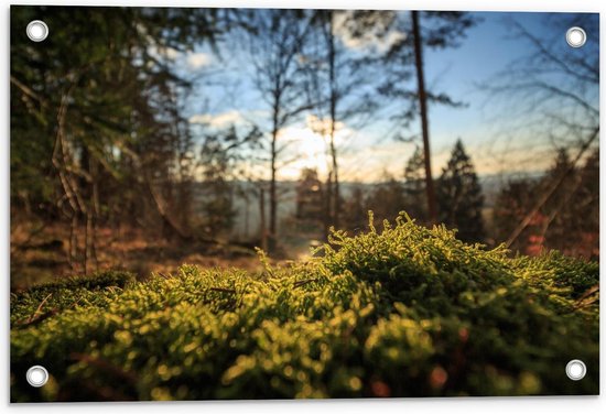 Tuinposter – Gras in het Bos - 60x40cm Foto op Tuinposter  (wanddecoratie voor buiten en binnen)