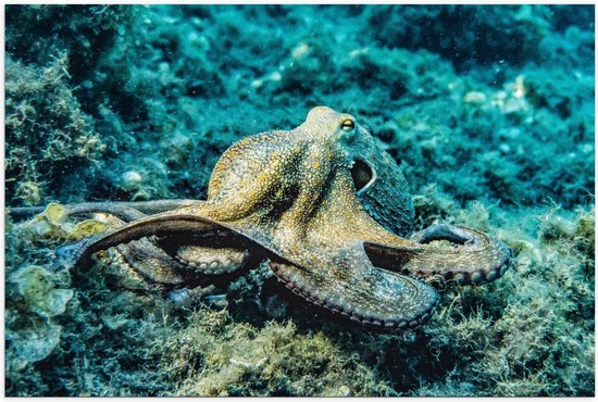 Poster – Grote Octopus op de Zee Bodem - 90x60cm Foto op Posterpapier