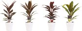 Combi 1x Cordyline Tango 1x Cordyline Rumba 1x Cordyline Mambo 1x Cordyline Kiwi met Anna white