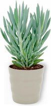 Kamerplant Curio Mount Everest - ± 25cm hoog – 12 cm diameter - in grijze pot