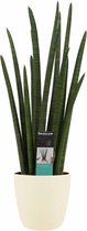 Sansevieria Cylindrica rocket met Elho brussels soap