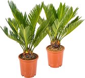Bloomique | Cycas 'Revoluta' - Vredespalm per 2 stuks - Binnen- en buitenplant in kwekerspot ⌀12 cm - Hoogte ↕50 cm