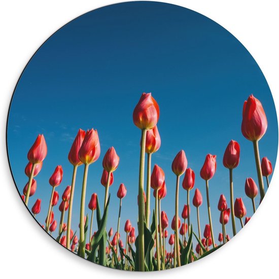 Dibond Wandcirkel - Roze Tulpen in het Veld - 50x50cm Foto op Aluminium Wandcirkel (met ophangsysteem)