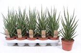 Kamerplant van Botanicly – Vrouwentongen – Hoogte: 35 cm – Sansevieria Torch