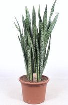 Kamerplant van Botanicly – Vrouwentongen – Hoogte: 120 cm – Sansevieria Zeylanica