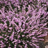 34 x Erica darleyensis 'Darley Dale' - Winterheide C1.5 liter pot met hoogte 10-20cm