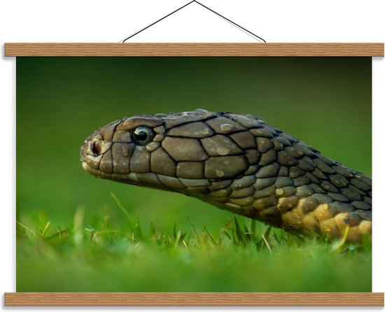 Schoolplaat – Slangenkop - 60x40cm Foto op Textielposter (Wanddecoratie op Schoolplaat)