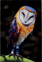 Kare Wandfoto Glass Owl 120x80