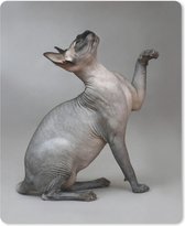 Muismat Sphynx - Poserende Sphynx kat op een grijze achtergrond muismat rubber - 19x23 cm - Muismat met foto