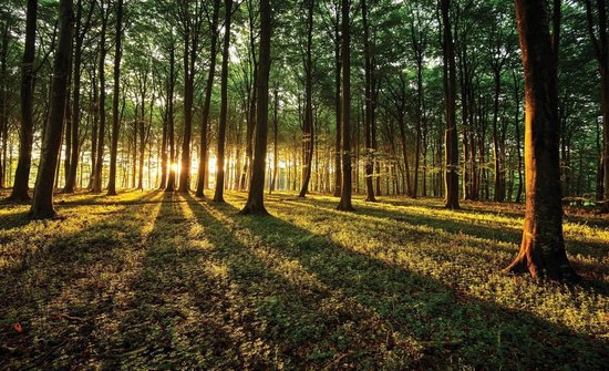 Fotobehangkoning – Fotobehang – Zonnig Bos – Zonsondergang tussen de Bomen – Behang – 312 x 219 cm – Vliesbehang