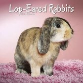 Calendrier Lop Rabbit 2023