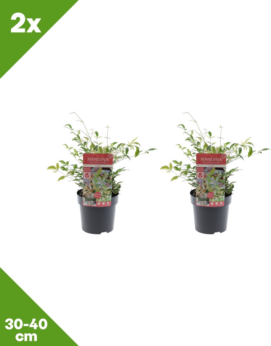 GARDENZO - Nandina domestica 'Twilight' (Hemelse bamboe) x 2, P15, 30-40 cm - Winterhard
