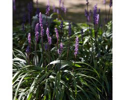 Leliegras (Liriope Muscari) - Moneymaker - Vaste planten - Groenblijvend - Bodembedekkers - Zomerbollen - Grassen/kruiden