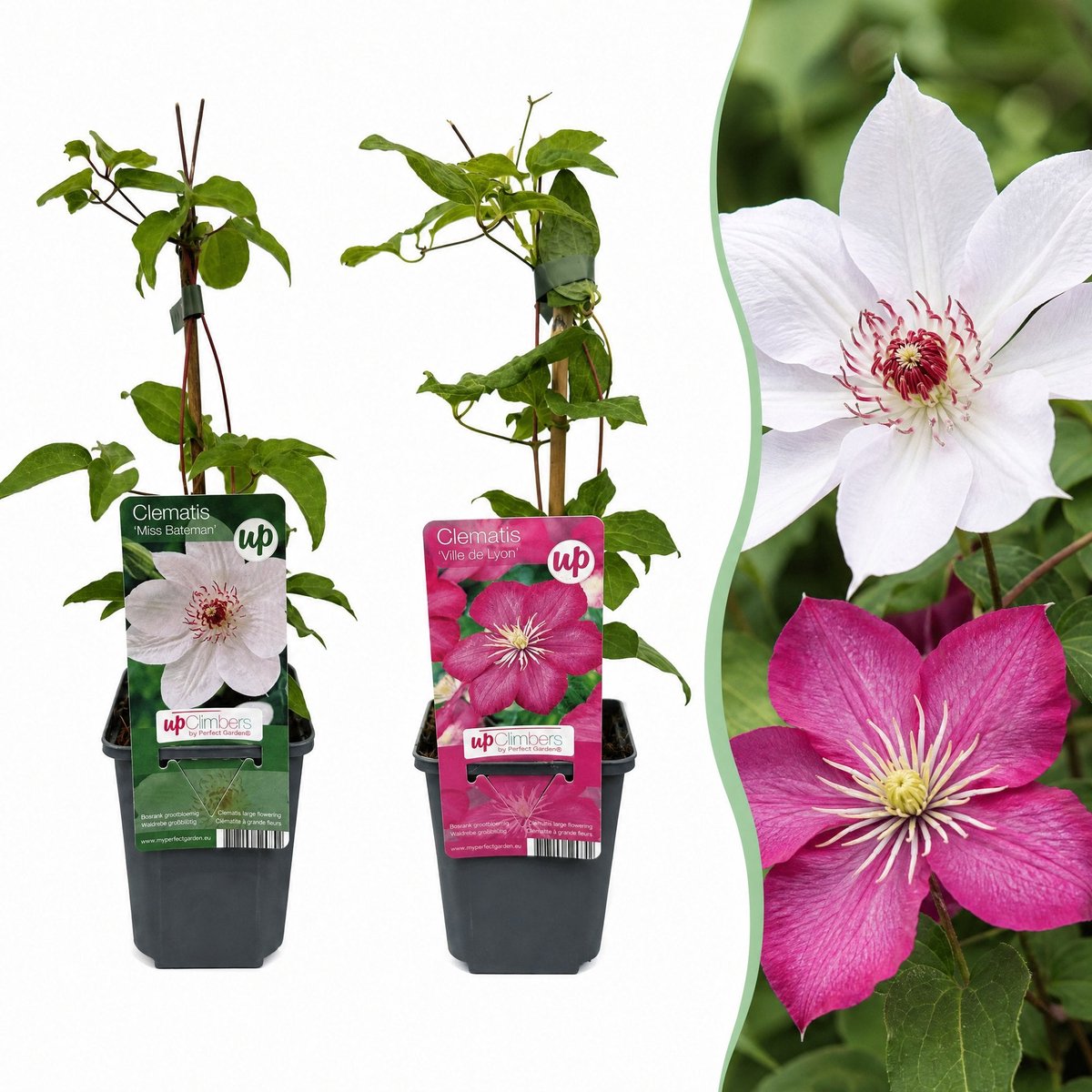 Green boutiQ - 12x Clematis Duo Pink & White - Bosrank - Wit - Roze - Klimplant - Ø9cm - 35cm