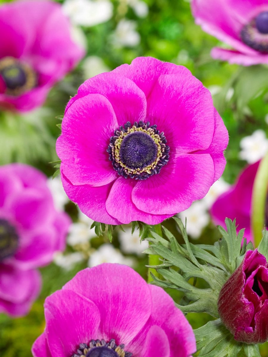 50x Anemoon 'Sylphide coronaria' - BULBi® Bloembollen met bloeigarantie