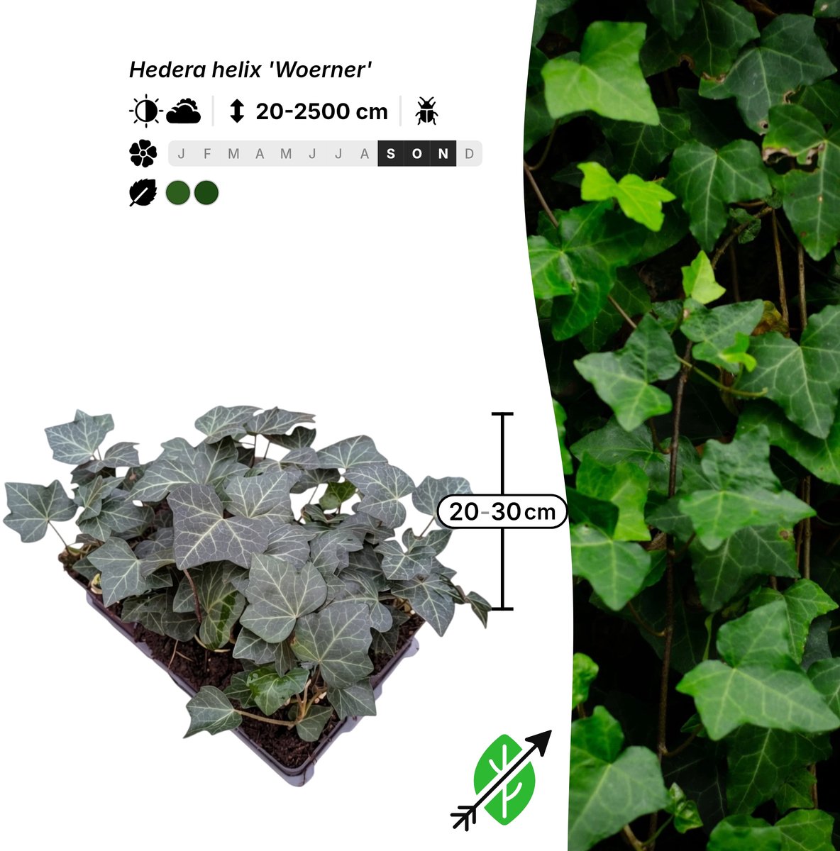 Singleplants - 6x Hedera helix 'Woerner' - Pot P9 - haagplant - in bloeiperiode