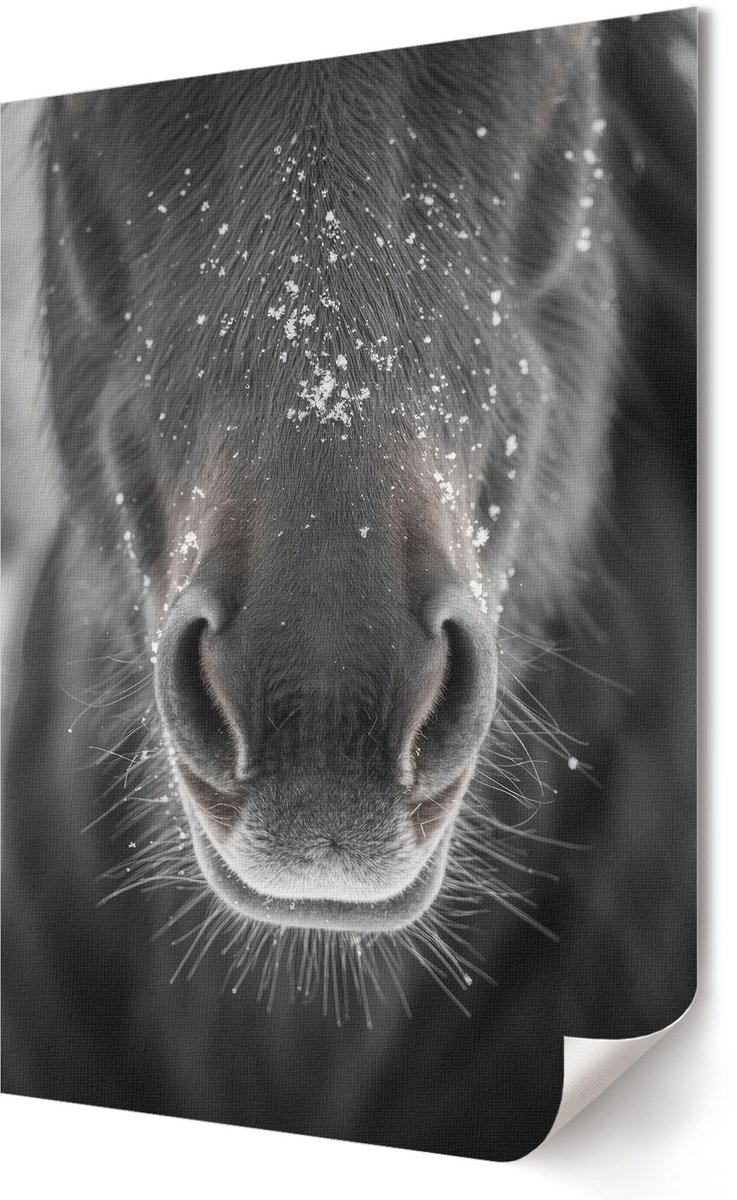 Coloray Canvas Poster Polycanvas - Paard En Sneeuw, Fotografie - 594 x 840 - Grijs Decoratie - Rechthoek - Decoratieve poster - Kantoor - Modern