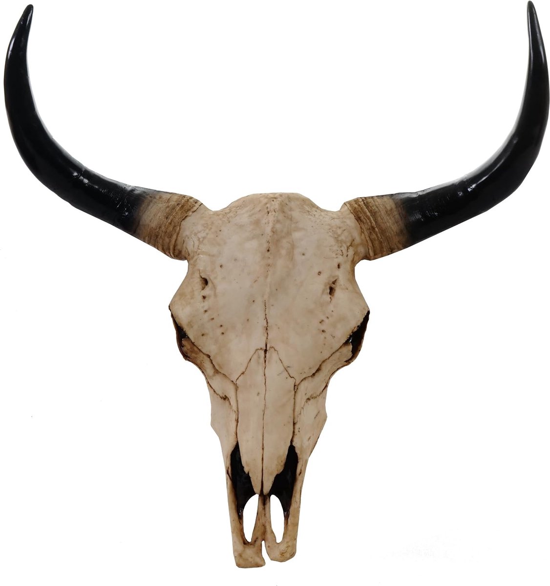 Decoratieschedel Stier 45 cm HWC-T454, polyresin, sculptuur, lange hoorns, binnen en buiten, natuur