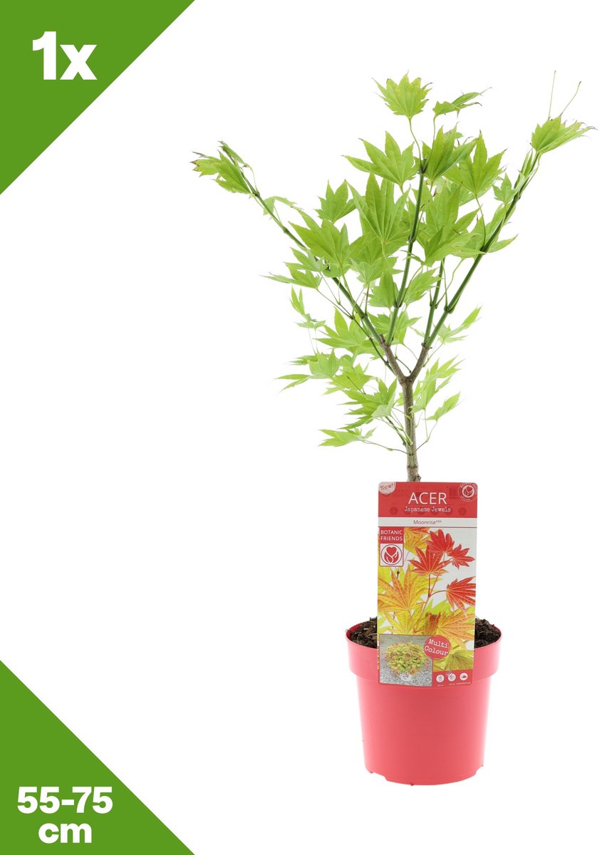 GARDENZO - 1x Acer shirasawanum 'Moonrise' (Japanse esdoorn), P19, 55-75 cm - Winterhard