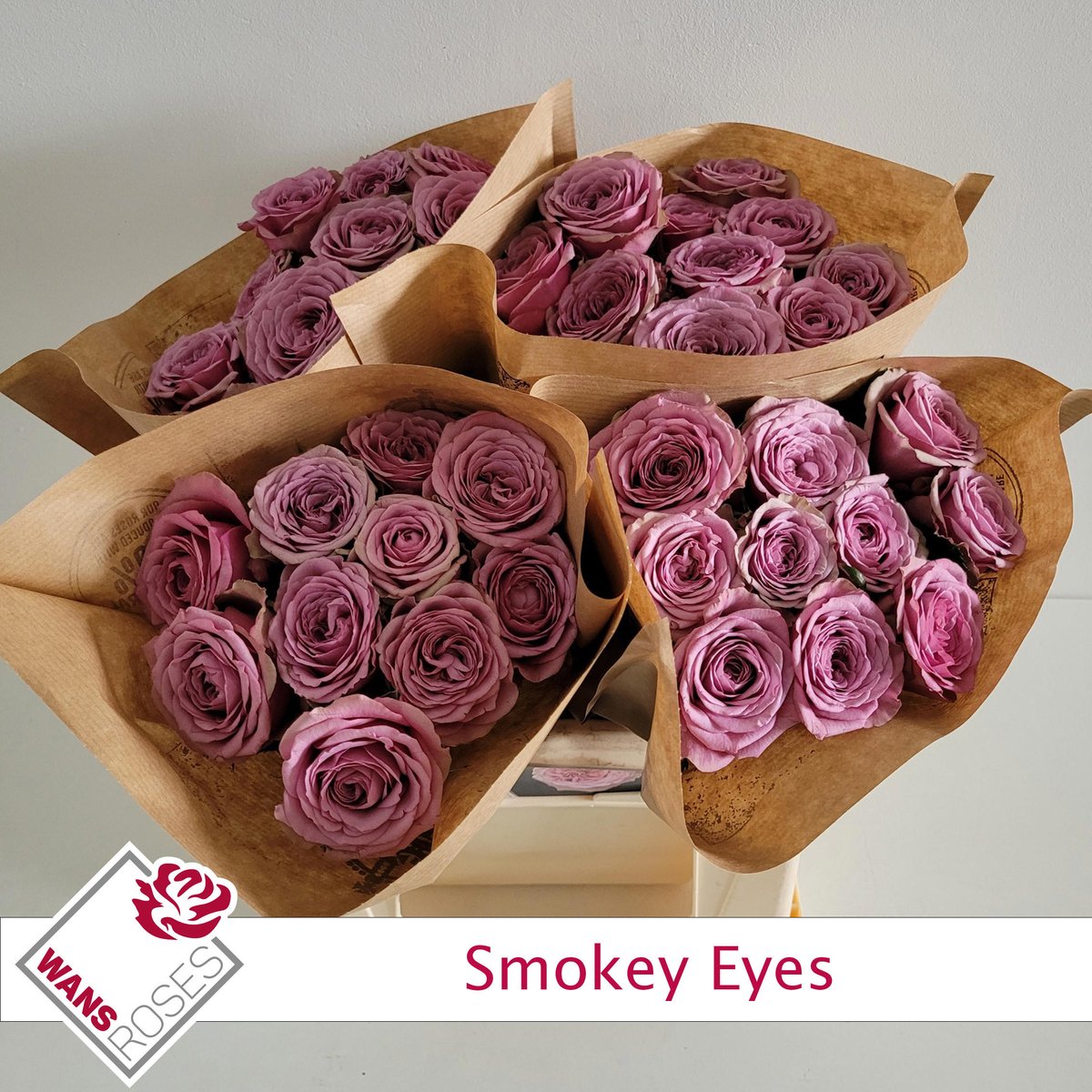 10x Rosa smokey eyes 40cm