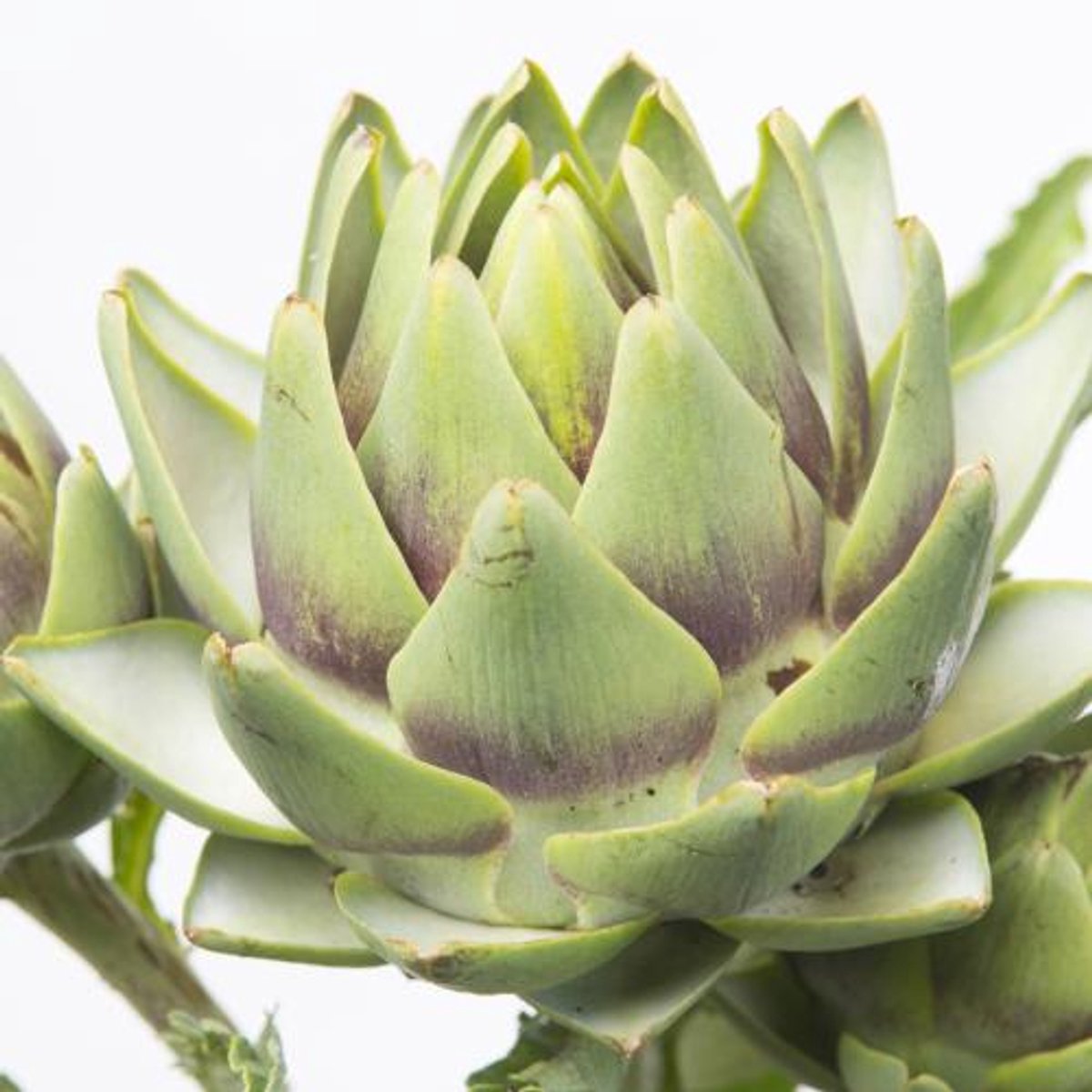 6x Cynara green globe 80cm
