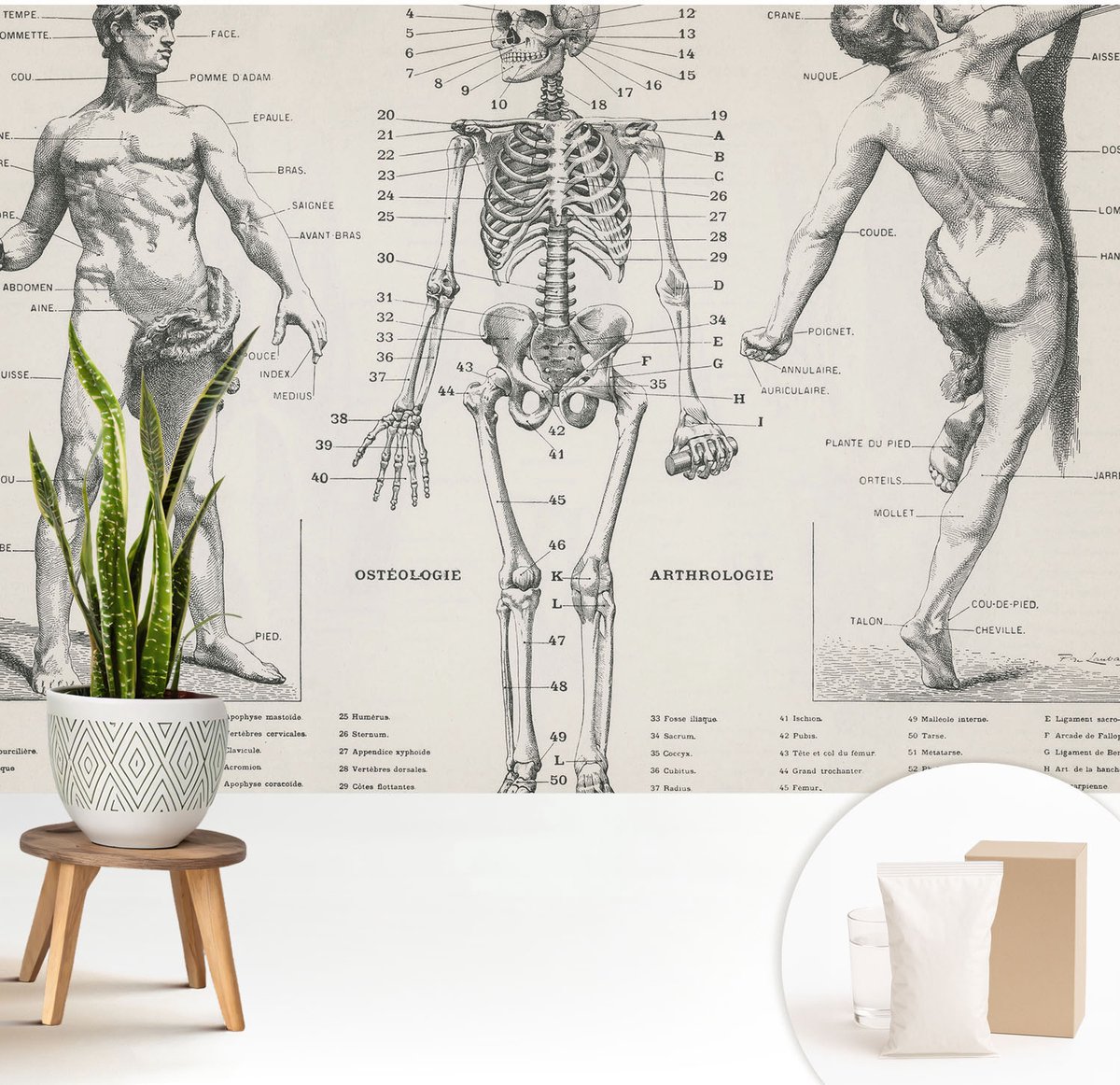 Wallfluent Fotobehang - Zwart Vliesbehang - 208x146 cm - Klassieke Anatomie Fotobehang Vlies - Woonkamer behang Anatomie - Muurschildering - Woonkamer behang