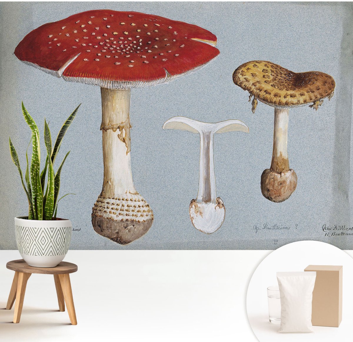 Wallfluent Fotobehang - Grijs Vliesbehang - 208x146 cm - Paddenstoelgravures Fotobehang Vlies - Woonkamer behang Deel - Muurschildering - Woonkamer behang
