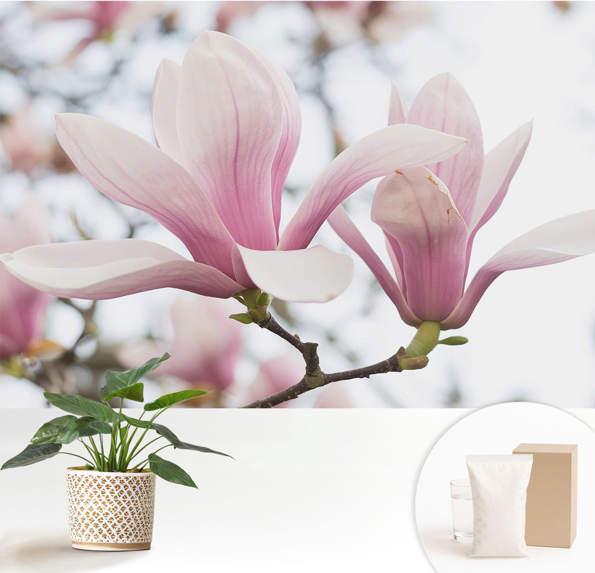 Wallfluent Fotobehang - Roze Vliesbehang - 152x104 cm - Magnolia Bloemen Fotobehang Vlies - Hal behang Bloemen En Planten - Muurschildering - Hal behang