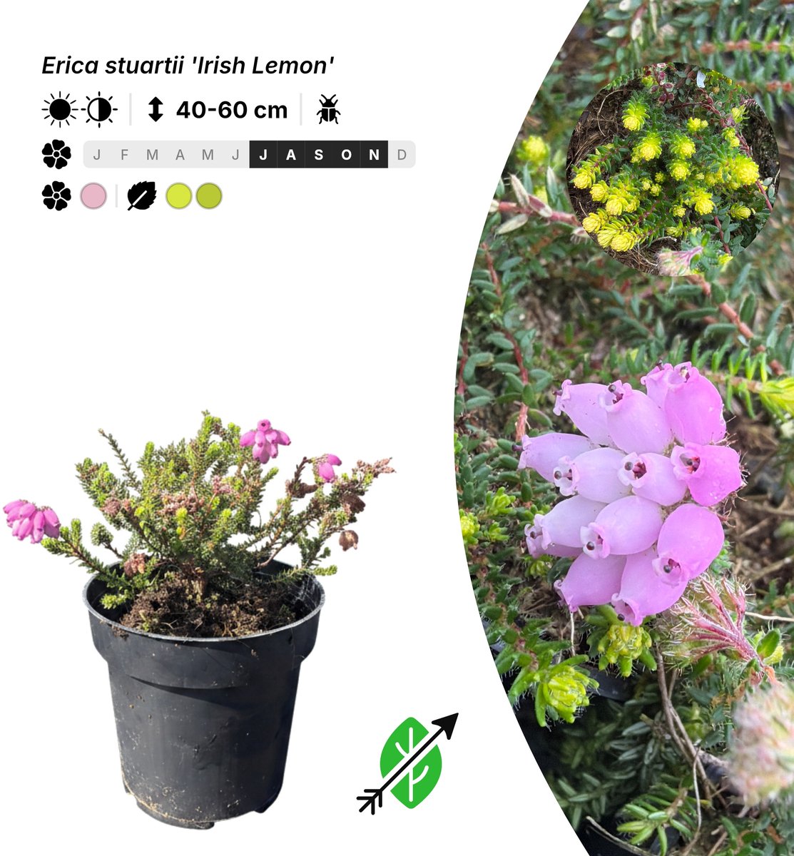 Singleplants - 6x Erica stuartii 'Irish Lemon' - Pot P9,5 - in bloeiperiode