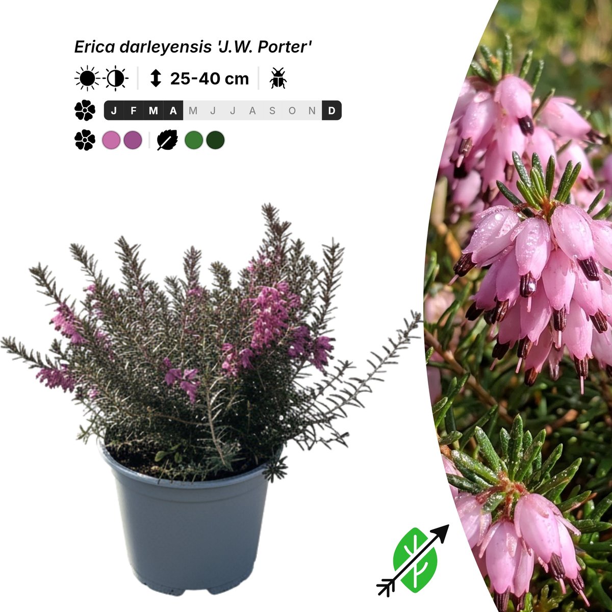 Singleplants - 6x Erica darleyensis 'J.W. Porter' - Pot P10,5 - bodembedekker - winterhard tot -20°C