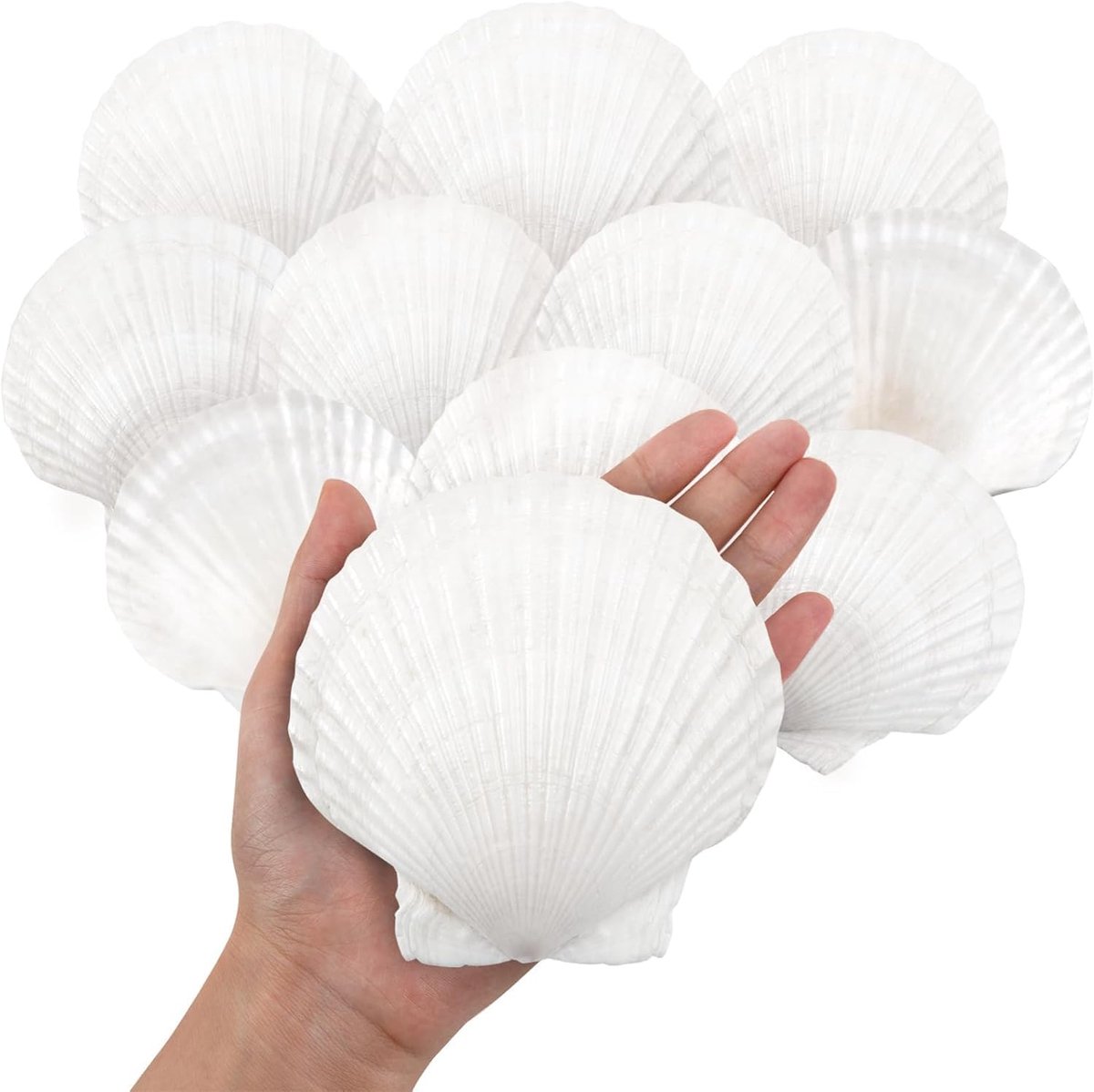 10 Stuks Witte Sint-Jakobsschelpen, 10-13CM Natuurlijke Zeeschelpen van Strand, Zeeschelpen voor Knutselwerk, Bruiloftdecoratie, Strandthemafeest en Huisdecoratie