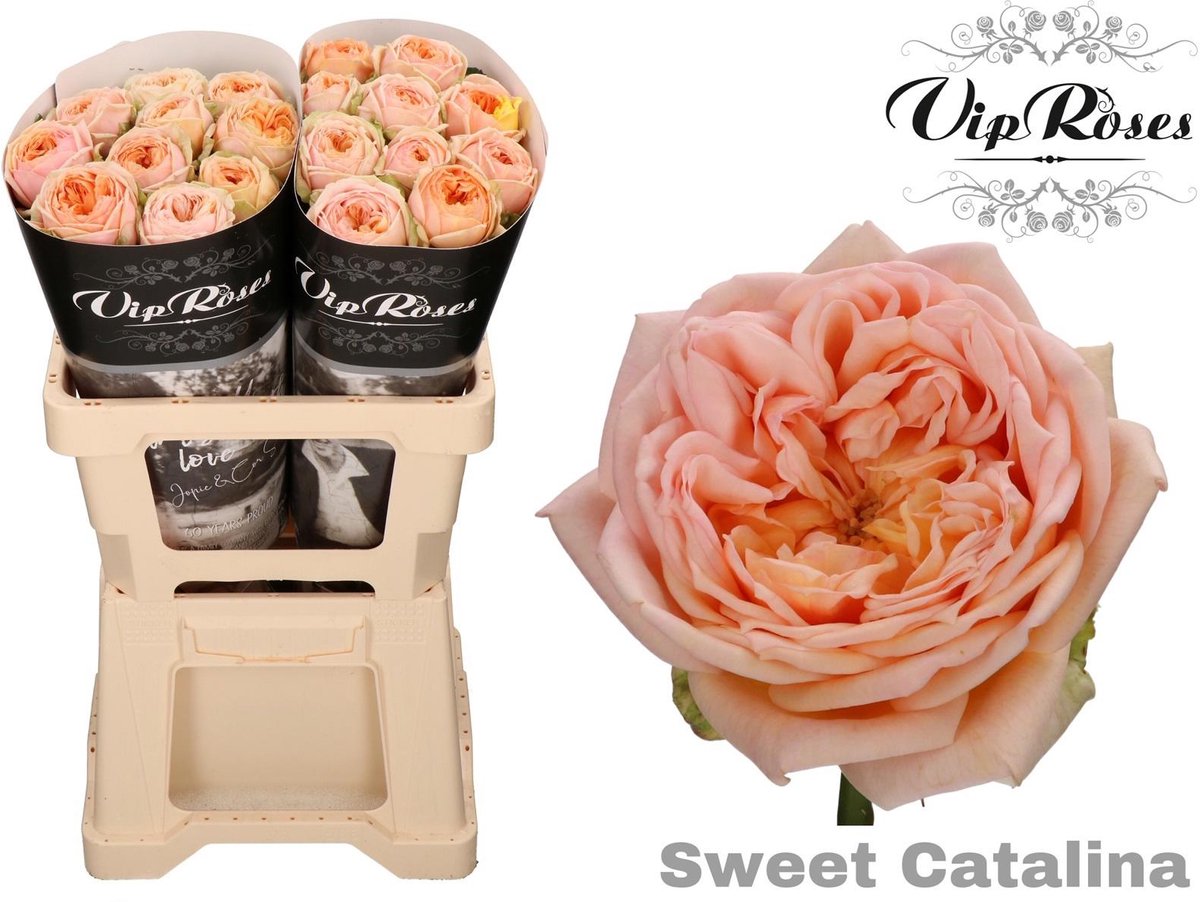 10x Rosa sweet catalina+ 60cm