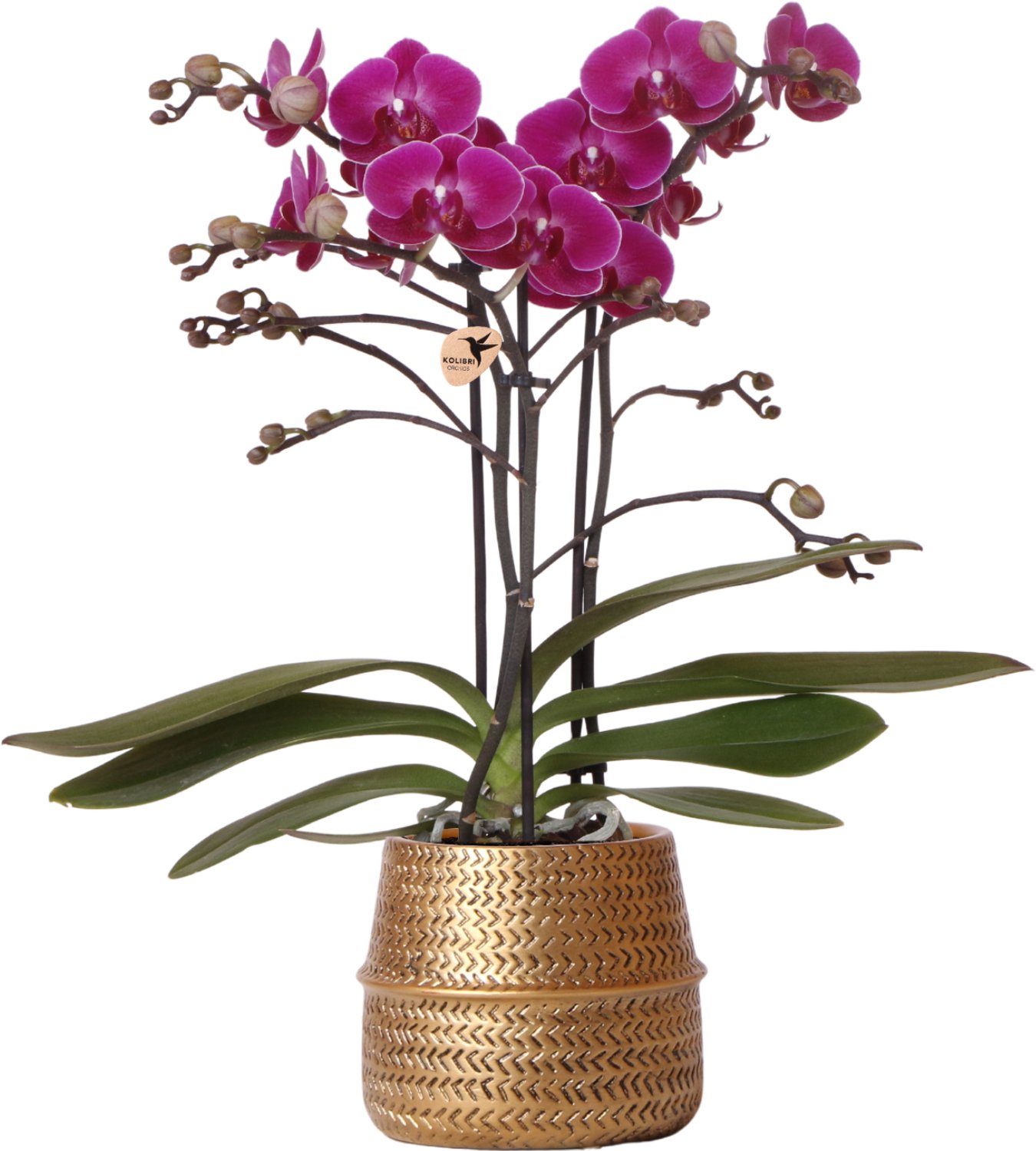 Paarse phalaenopsis orchidee - Morelia + Groove sierpot goud - potmaat Ø9cm - 35cm hoog -