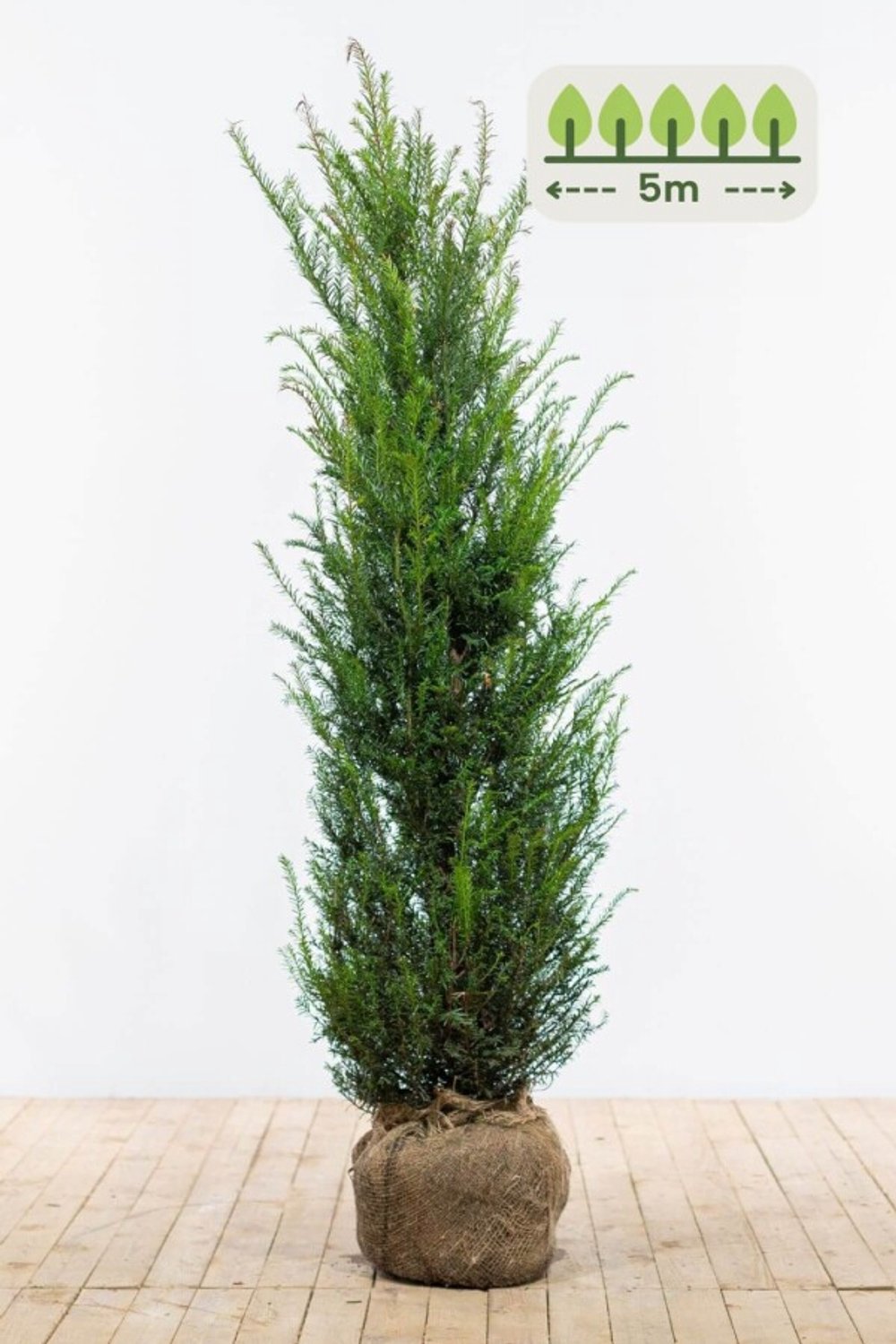 Taxus Baccata 120-140 cm voor 5 meter - 10st. Taxus baccata