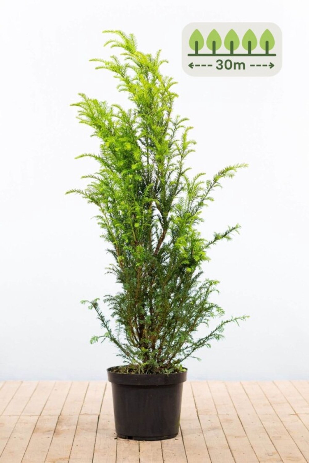 Taxus Baccata 120-140 cm voor 30 meter - 60st. Taxus baccata