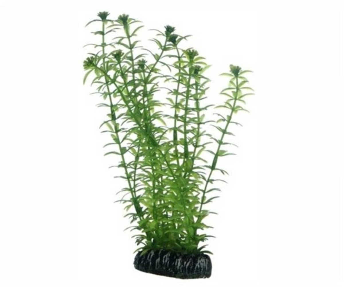 Hobby Plant Lagarosiphon 60CM