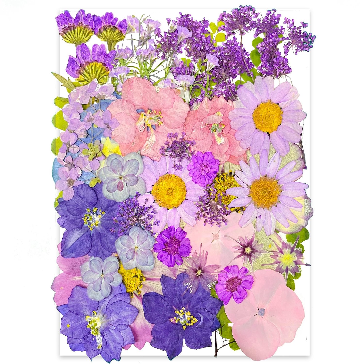 Famanu Paarse Gedroogde Geperste Bloemen voor Resin, 40 Stuks