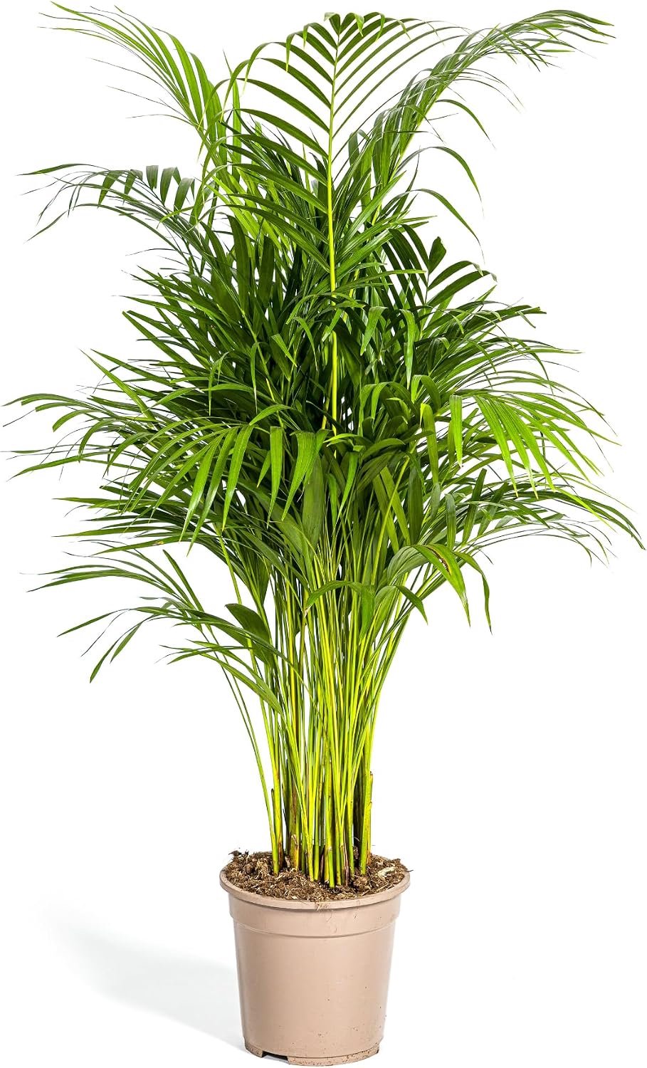 Areca Lutescens - 100-120cm - Ø21cm - Kamerplant - Groenblijvend